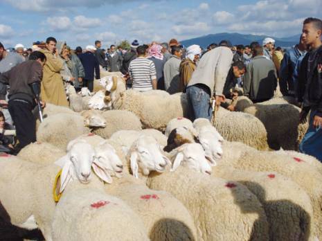 Pour une fête sans danger                                    À l'approche de l'aïd el adha à Biskra