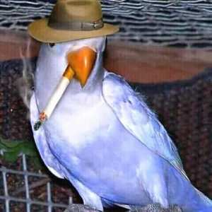 ﺳﻨﻤﺎﺋﻴﻮﻥ ﻭﻻﻳﺔ ﺍﻟﺠﻠﻔﺔ. ﺳﻠﺴﺎﻝ ﺍﻟﺪﻡ