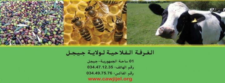 تنبيه زراعي مرض تجعد الأوراق على أشجار الخوخ (Cloque du pêcher )