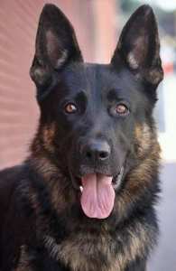 ﻫﻮﺍﺓ ﺍﻟﺼﻴﺪ ﺍﻟﺒﺮﻱ