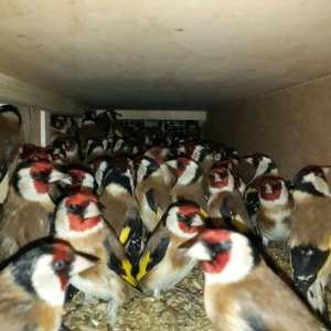 كاين 4 مقانن واجدين قوة، و فيهم شون مليح من يهمه الأمر يتصل 0542001617