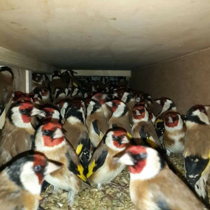 كاين 4 مقانن واجدين قوة، و فيهم شون مليح من يهمه الأمر يتصل 0542001617