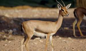 Tlemcen: lancement d'un programme de protection de la gazelle du Cuvier