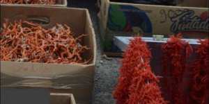 ” بياري” تلمسان يطيح بعصابة تهريب المرجان