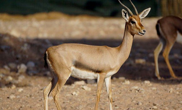 Tlemcen: lancement d'un programme de protection de la gazelle du Cuvier