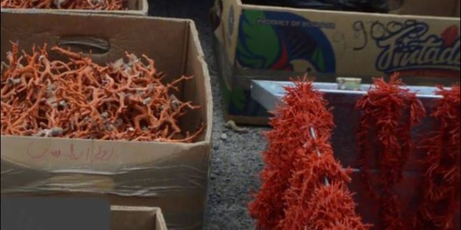 ” بياري” تلمسان يطيح بعصابة تهريب المرجان