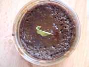 Pots de crème au chocolat