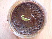 Pots de crème au chocolat