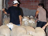 Les vols de cheptel en hausse à l'approche de l'Aïd                                    Plus de 23 000 têtes volées en 9 mois