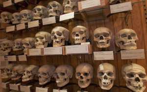 ILS SONT DANS UN MUSÉE À PARIS 536 crânes de résistants algériens recensés