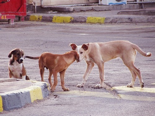 Chetouane (Tlemcen): Les chiens errants omniprésents