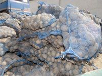 Faillite du système agricole                                    La pomme de terre à 100 DA à Oran