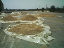 فلاحو تيارت يطالبون بفتح المخازن و استقبال محاصيلهم