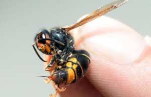 Planète - Espèces invasives en France: «On commence peu à peu à prendre conscience du problème»