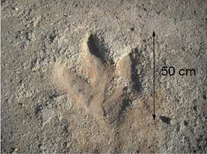 El Bayadh: des empreintes de dinosaures livrées à l’abandon