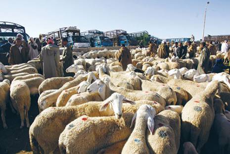 Le marché du mouton livré au diktat des maquignons                                    Devant l'impuissance totale des pouvoirs publics