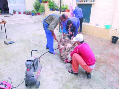 Mise en garde contre la propagation du kyste hydatique                                    Le ministère de la Santé appelle au respect des mesures d'hygiène