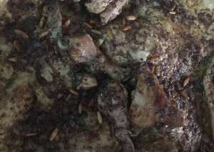 مسخن بالدجاج