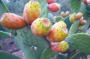 Tizi Ouzou - ALORS QUE CE FRUIT EST GÉNÉRALEMENT MÛR EN JUILLET: Des figues de Barbarie au mois de mai !