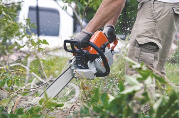 CITÉ DES 80-LOGEMENTS À SÉTIF:  Les habitants attendent l’abattage d’arbres allergènes