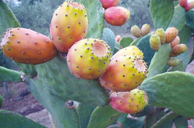 Tizi Ouzou - ALORS QUE CE FRUIT EST GÉNÉRALEMENT MÛR EN JUILLET: Des figues de Barbarie au mois de mai !
