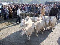 Marché aux Bestiaux de Laghouat                                    Le mouton, otage des spéculateurs