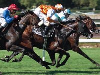 Un Grand Prix de qualité Les courses à caroubier