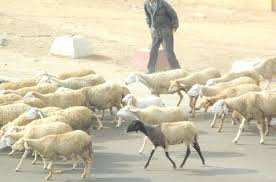 FRONTIÈRE ALGÉRO-MAROCAINE  Sur les traces des voleurs de cheptel