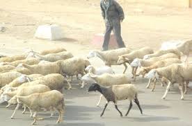 FRONTIÈRE ALGÉRO-MAROCAINE  Sur les traces des voleurs de cheptel