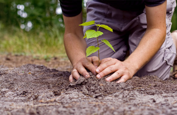Protection des forêts : Impliquer le citoyen