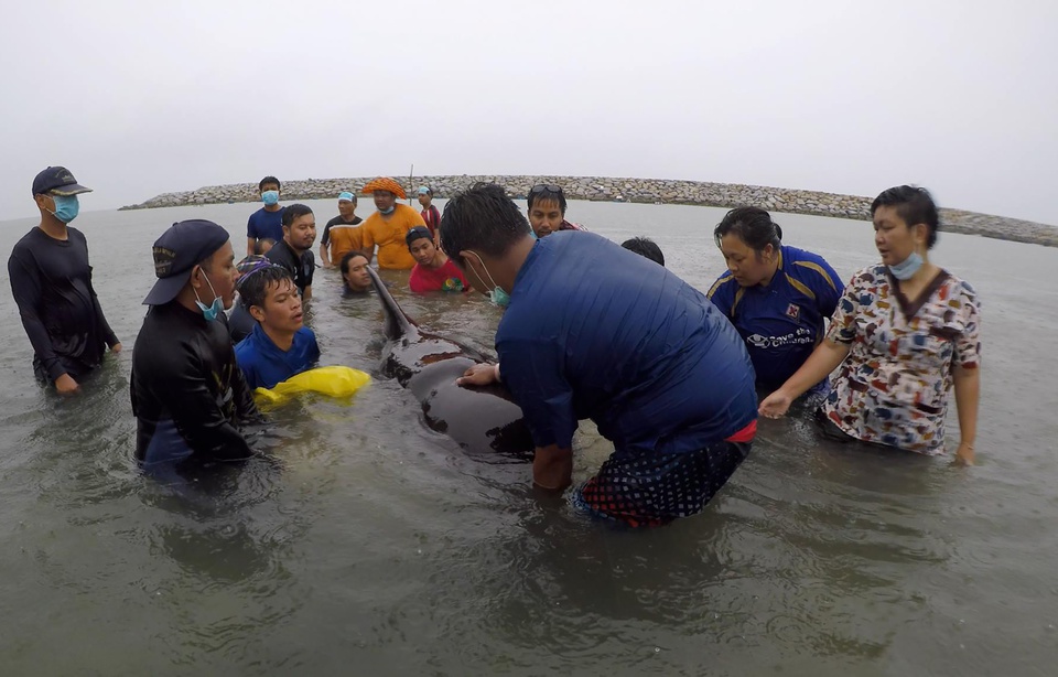 Planète -  Thaïlande: Une baleine pilote meurt après avoir avalé 80 sacs en plastique