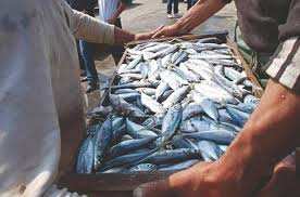 Tlemcen Baisse substantielle du prix de la sardine