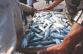Tlemcen Baisse substantielle du prix de la sardine