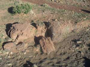 Découvert d’une foret pétrifiée a Tiout