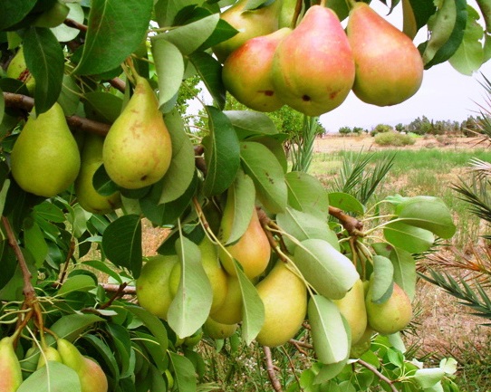 culture de fruits et légumes de Tiout