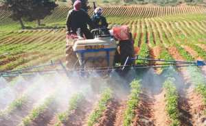 Algérie - Les produits agricoles algériens refoulés des quatre coins de la planète. Les Algériens inquiets: du poison dans nos assiettes!