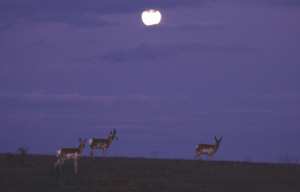 Planète - Animaux obligés de vivre la nuit: «L'être humain ne fait rien pour cohabiter avec les autres espèces»