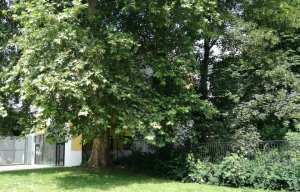 Planète - Lille (France): «Trop d'arbres abattus», les Verts disent stop