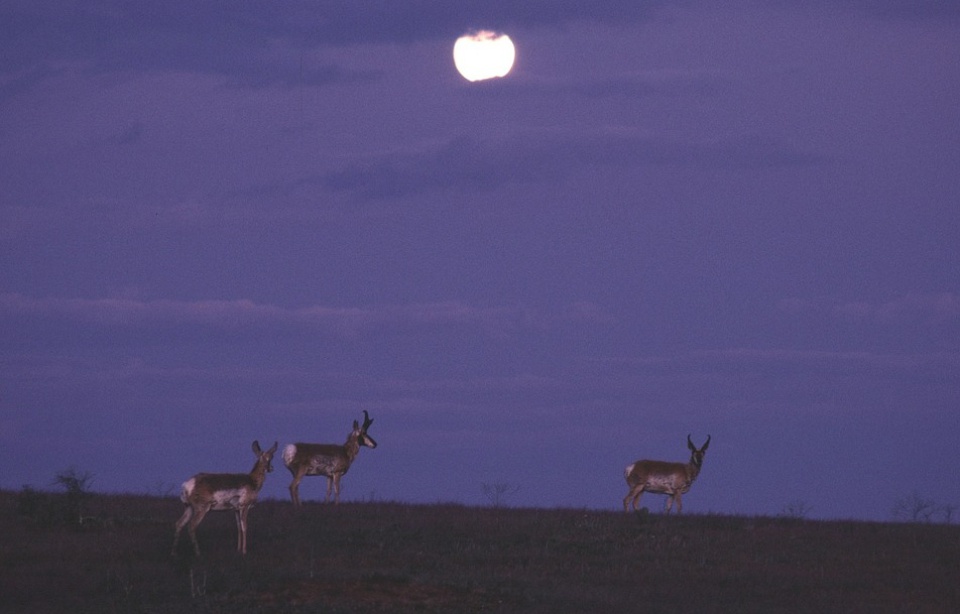 Planète - Animaux obligés de vivre la nuit: «L'être humain ne fait rien pour cohabiter avec les autres espèces»