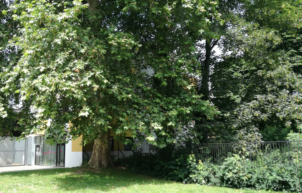 Planète - Lille (France): «Trop d'arbres abattus», les Verts disent stop