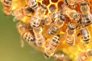 DANS UN PAYS SANS PESTICIDES, LES ABEILLES CUBAINES SONT EN PLEINE FORME !