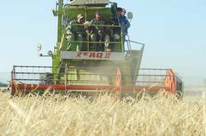 Une récolte record attendue à Draâ El-Mizan