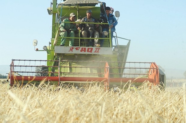 Une récolte record attendue à Draâ El-Mizan