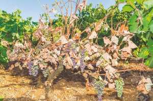 LE MILDIOU PROVOQUE DE GRAVES DÉGÂTS AUX VIGNOBLES:  D’importantes pertes enregistrées à Boumerdès