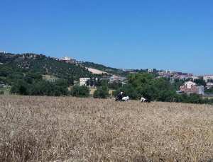 Enquête rendement céréales, campagne 2017-2018 (phase prélèvement des échantillons de blé dur et d’orge)