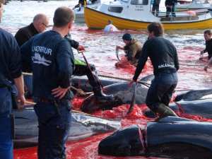 LES FÉROÏENS S’EMPOISONNERAIENT EN MANGEANT DE LA CHAIR DE DAUPHIN