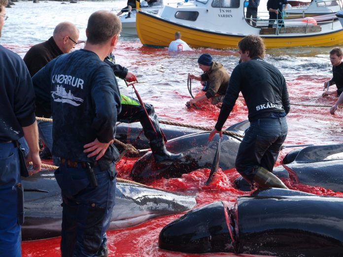 LES FÉROÏENS S’EMPOISONNERAIENT EN MANGEANT DE LA CHAIR DE DAUPHIN