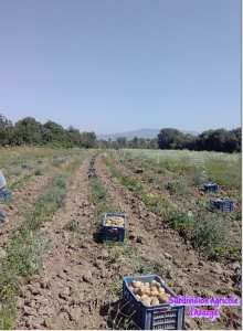 Production semences de la pomme de terre.