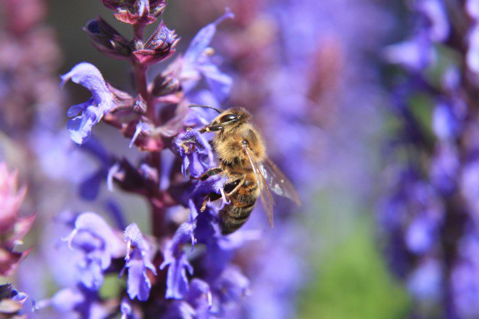 Agir pour la préservation de l’environnement et de la diversité biologique et contre le changement climatique.