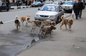 Blida -  La menace des chiens errants